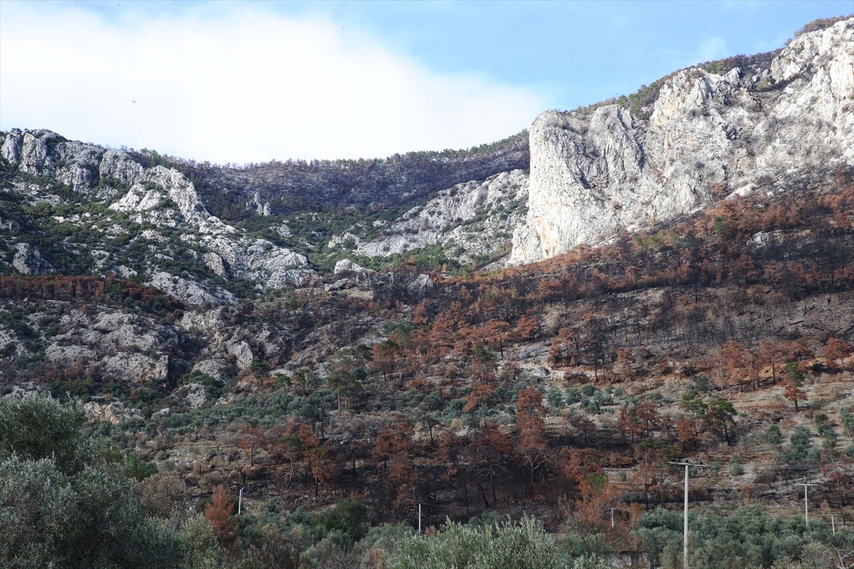 Muğla Tarım ve Orman İl Müdürlüğünce, Menteşe ilçesinde yangından zarar gören tarım alanlarında...