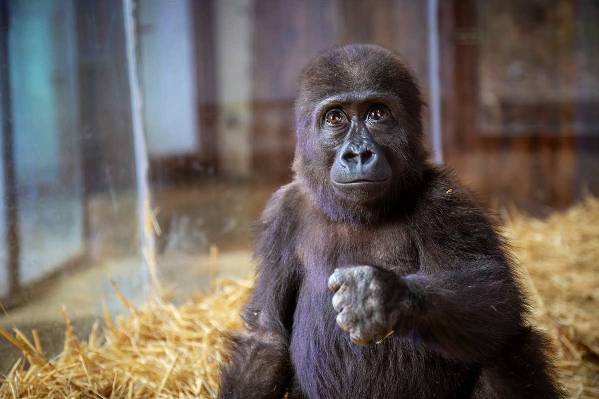 Tarım ve Orman Bakanlığı, İstanbul Havalimanı'nda yakalanan goril yavrusunun fotoğrafını...
