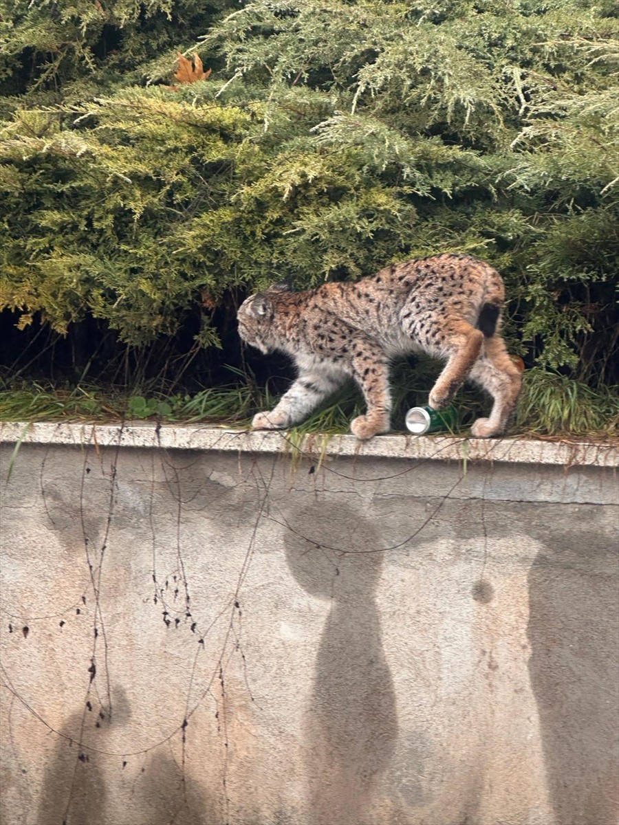 Tokat Gaziosmanpaşa Üniversitesi (TOGÜ) kampüsünde nesli tükenme tehlikesi altında olan vaşak...