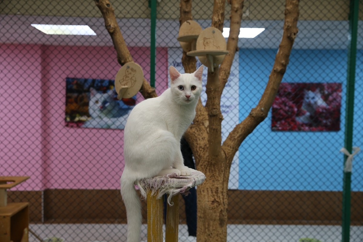 Van Kedisi Araştırma ve Uygulama Merkezi bünyesindeki Kedi Villası'nda koruma altında tutulan...