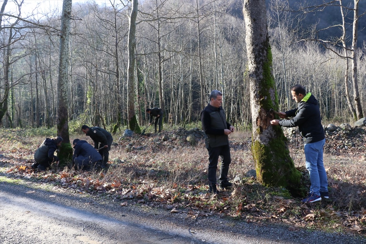 Yalova'nın Çınarcık ilçesindeki Çınar Gen Ormanı'nda başlayan ve ağaçların kurumalarına neden olan...