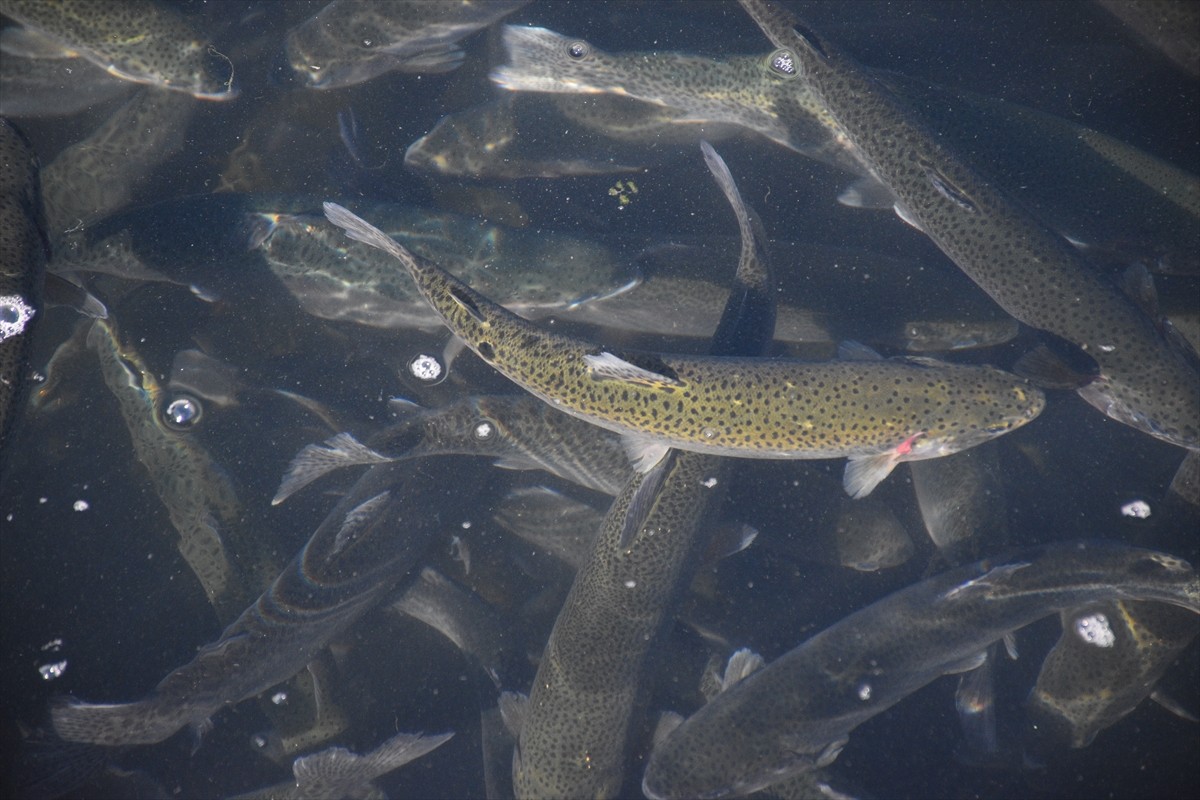 Afyonkarahisar'ın Dinar ilçesinde kurulan kooperatifin tesisinde üretilen 250 ton alabalığın büyük...