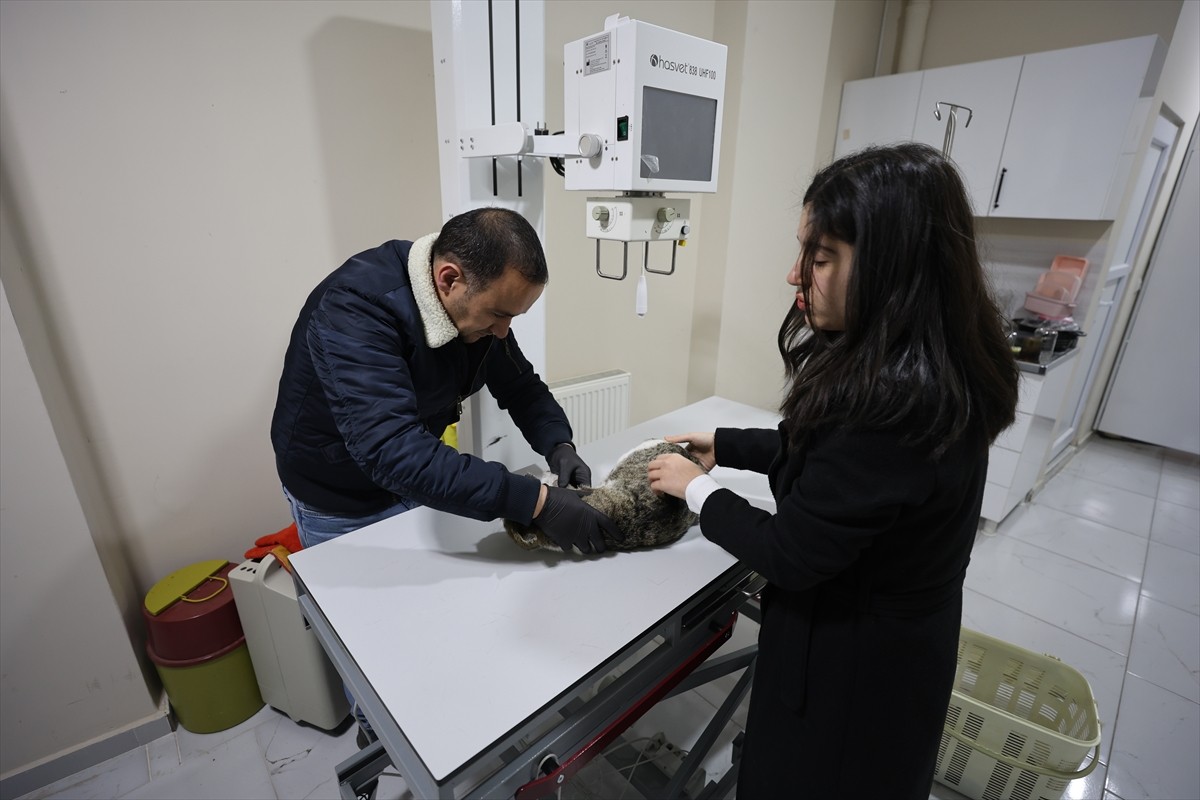 Bingöl Üniversitesi Veterinerlik Fakültesinde eğitim gören ve tatil dolayısıyla memleketi Iğdır'a...