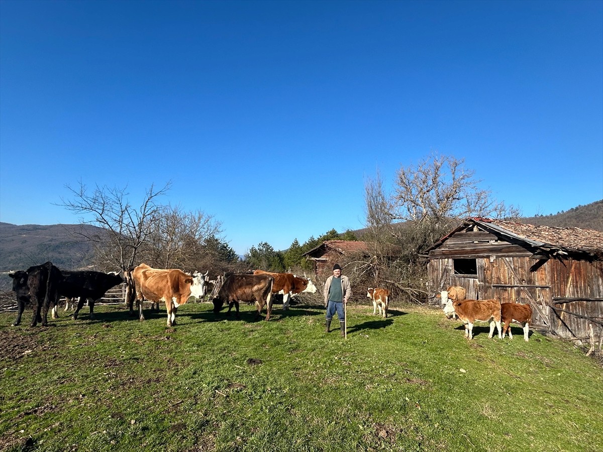 Bolu'da bir çiftçinin kaybolan 10 büyükbaş hayvanı, Orman Bölge Müdürlüğü ekiplerince dron...