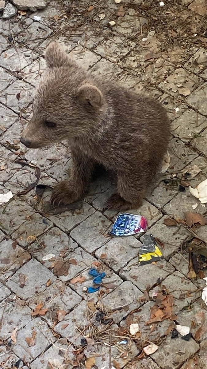 Bolu'da geçen yıl yaralı ve bitkin halde bulunan 260 yaban hayvanına tedavi ve rehabilitasyon...