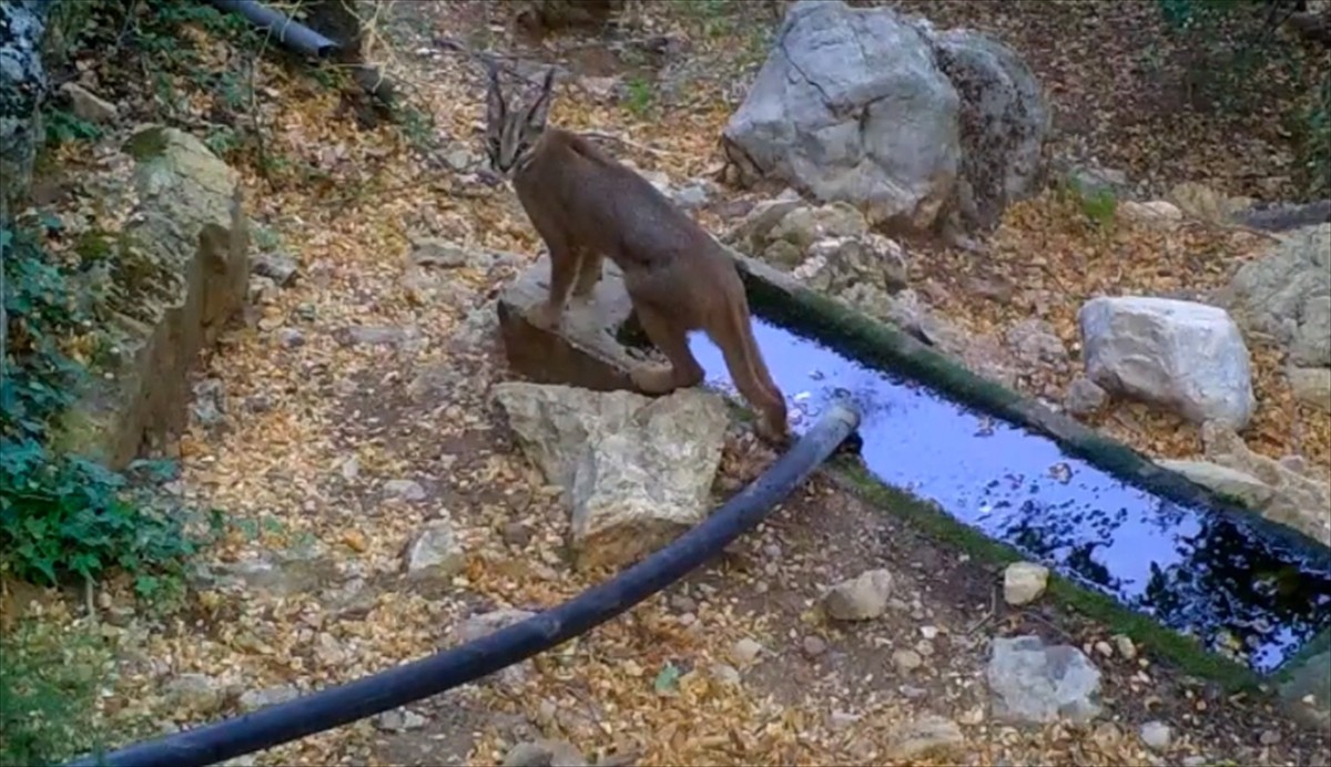 Burdur'da görülen nesli tehlike altındaki karakulaklar fotokapanlara yansıdı.