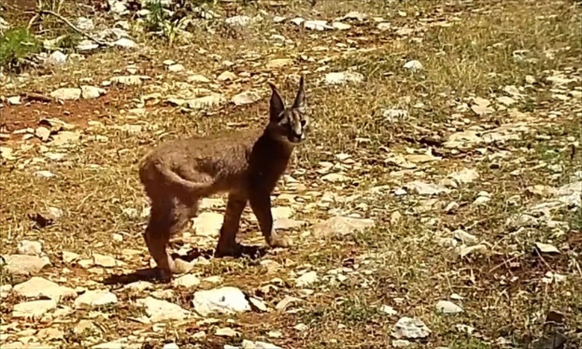 Burdur'da görülen nesli tehlike altındaki karakulaklar fotokapanlara yansıdı.