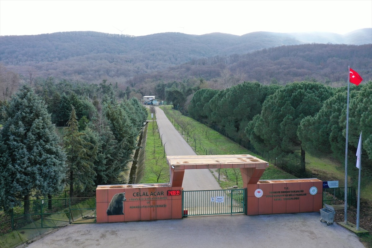 Bursa'nın Karacabey ilçesindeki barınaktan kaçan ayının yakalanması için arama çalışmaları devam...