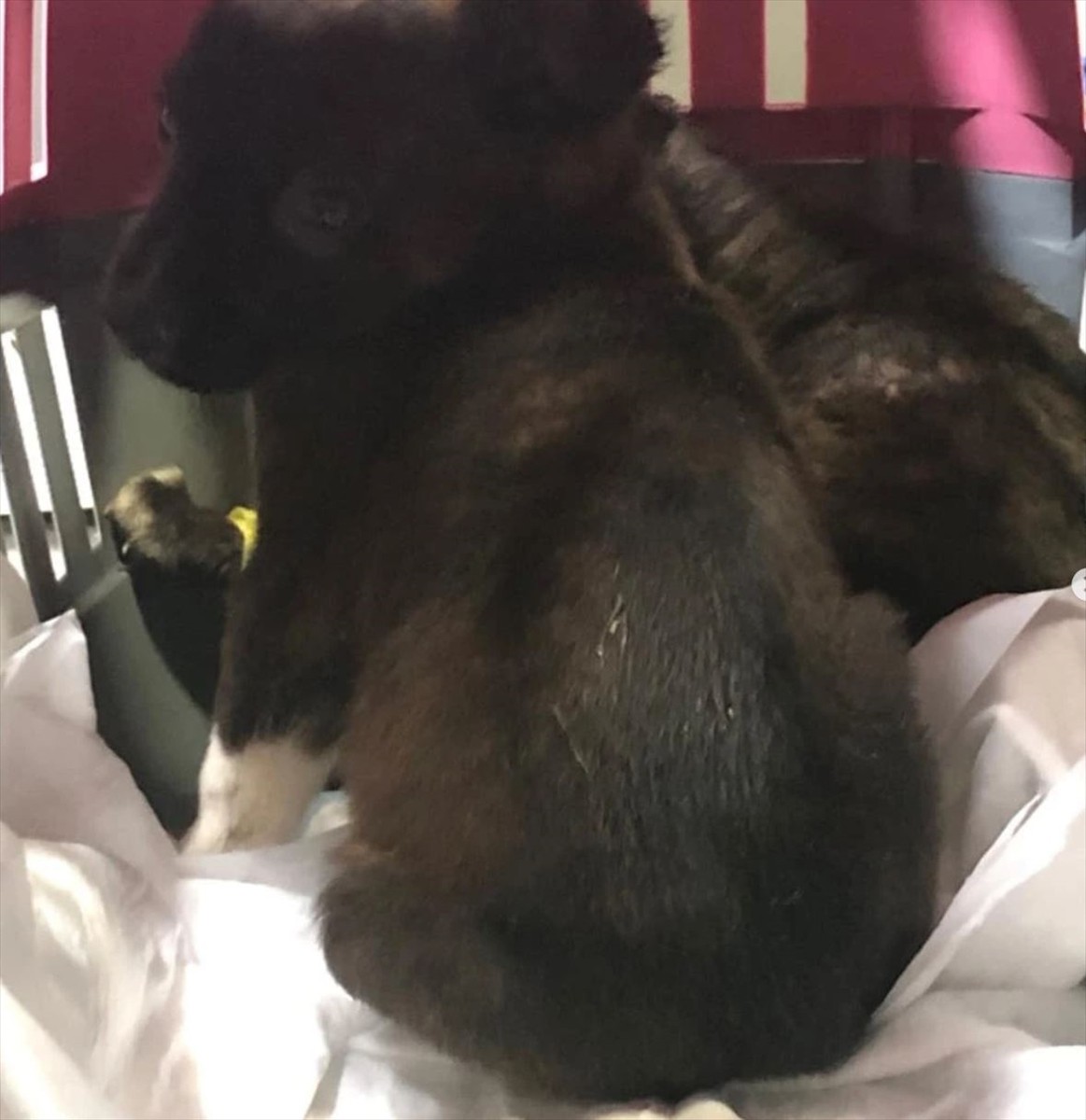 Edirne Belediyesi Sokak Hayvanları Barınağı'ndaki bir görevlinin, poşetle çöp konteynerine attığı...