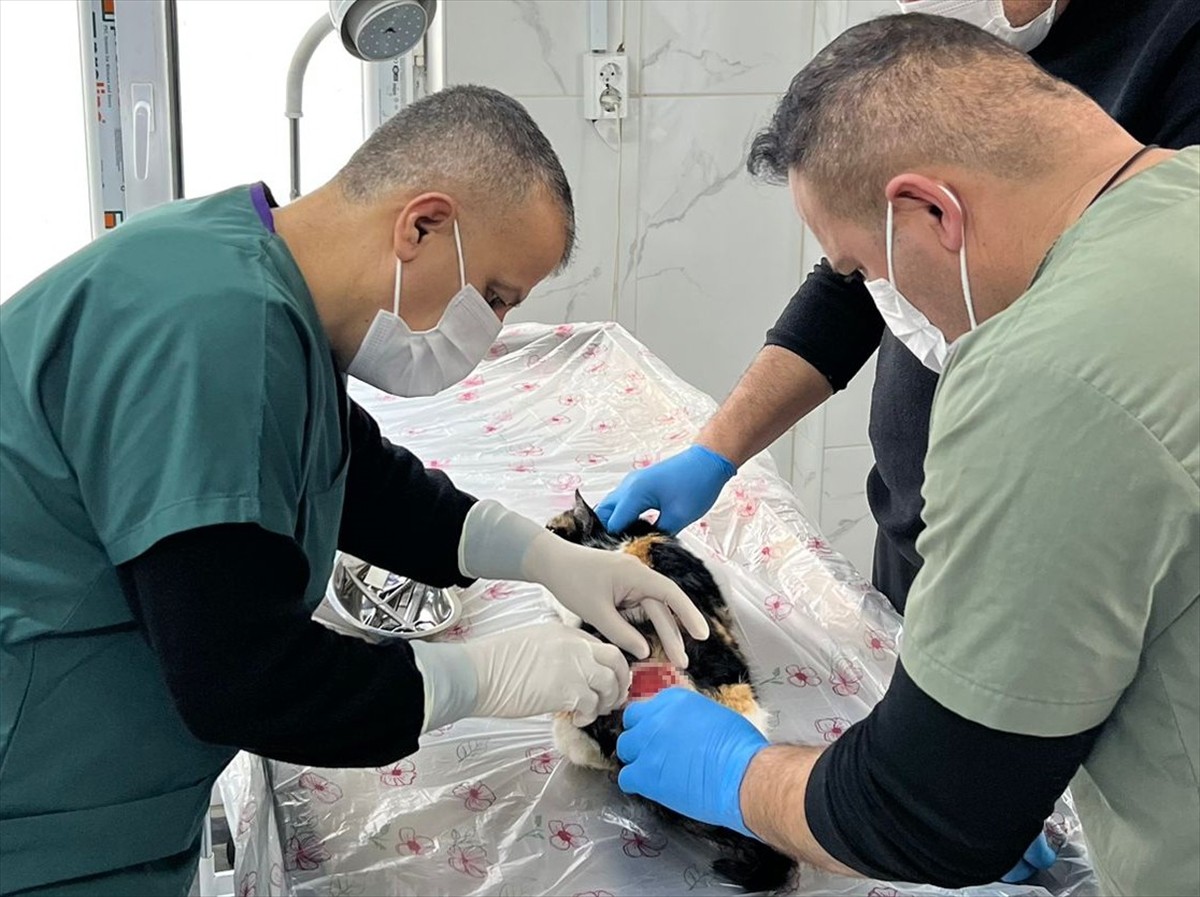 Hakkari'de soğuk havadan etkilenen 3 kedi, belediye ekiplerince kurtarıldı. Veteriner İşleri...