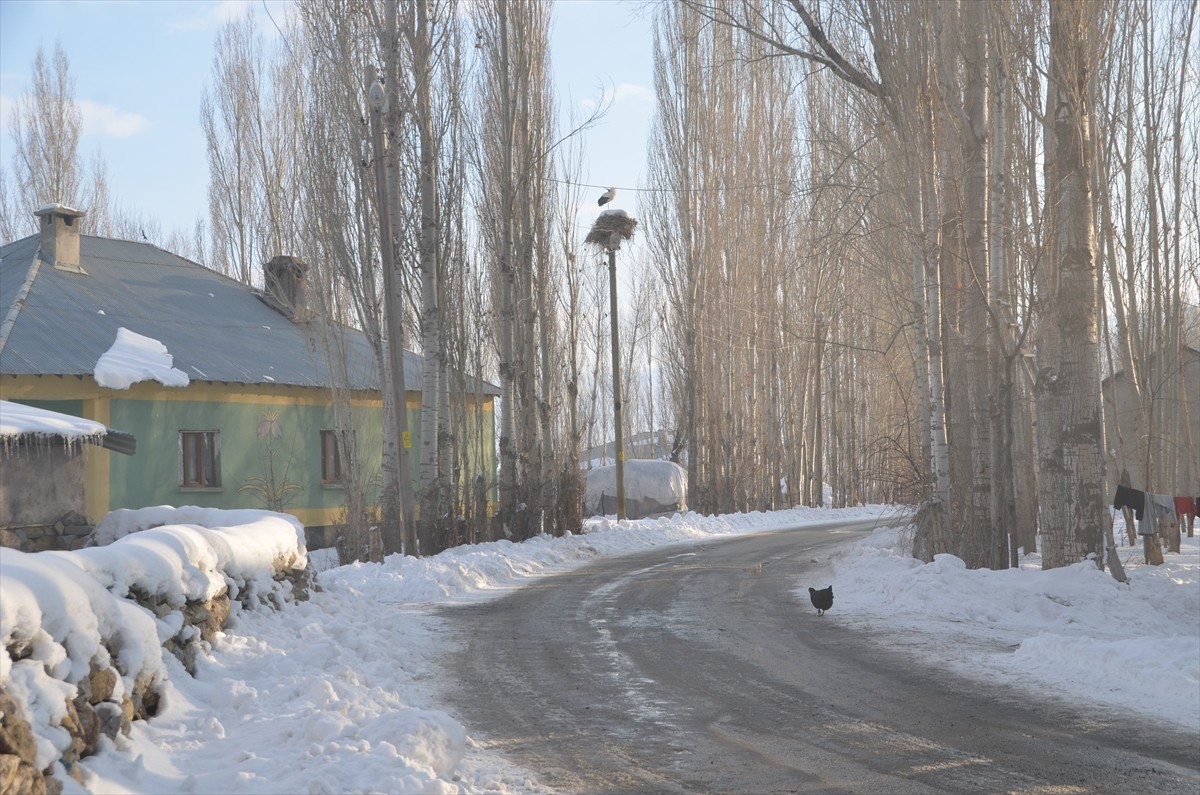 Hakkari'nin Yüksekova ilçesinde bulunan Nehil Sazlığı'na yıllar önce gelen ve Köprücük köyündeki...