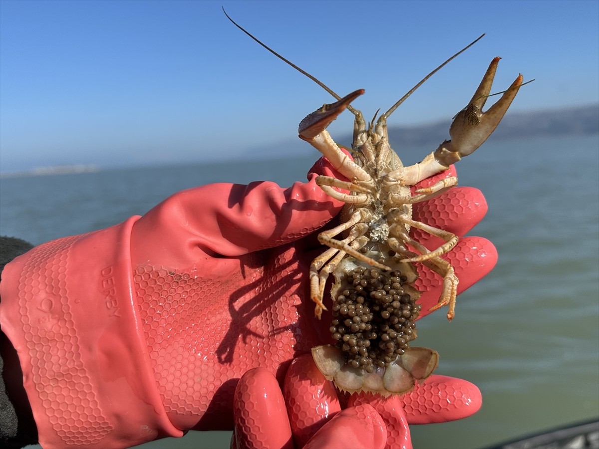 Isparta'da Eğirdir Su Ürünleri Araştırma Enstitüsü Müdürlüğü (SAREM) mühendislerince, üç yıl süren...