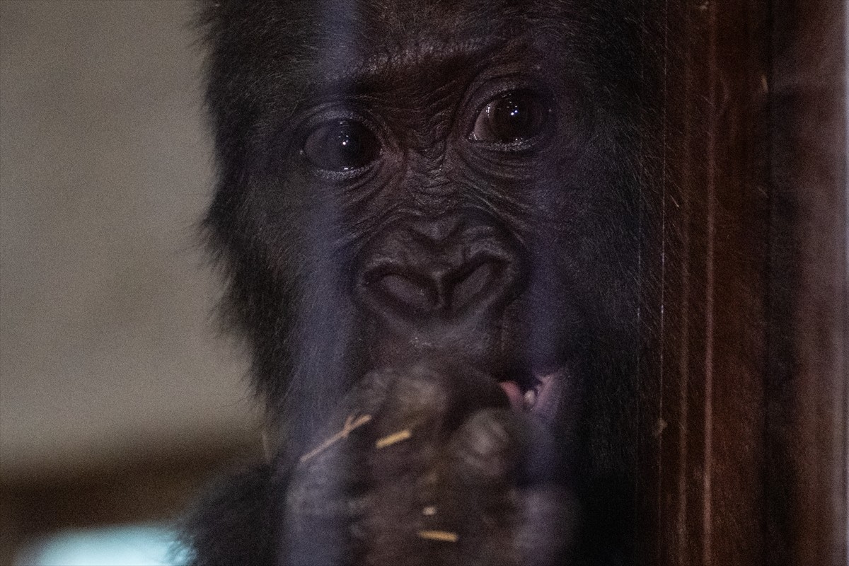 İstanbul Havalimanı'nda yakalanan ve rehabilitasyon süreci devam eden goril yavrusunun adı, Tarım...