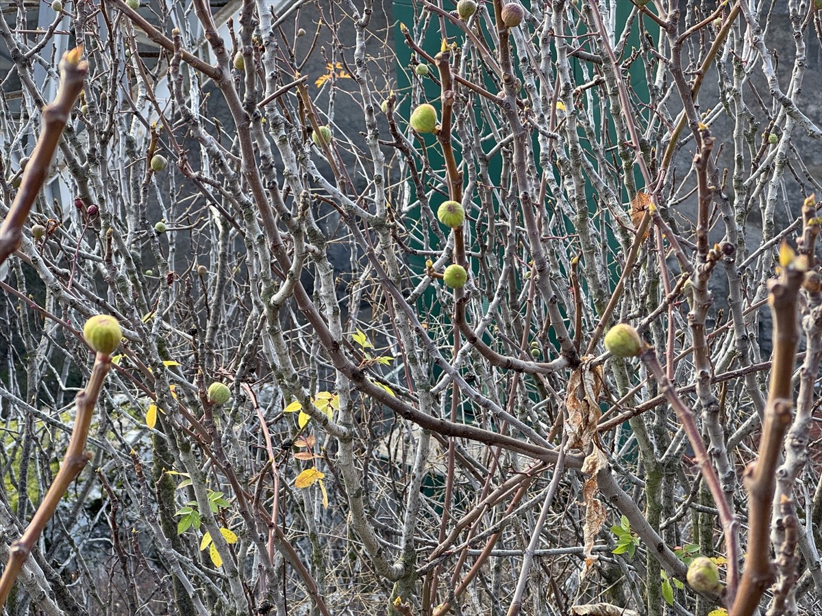 Karabük'ün Safranbolu ilçesinde incir ağacı, kış mevsiminde meyve verdi.