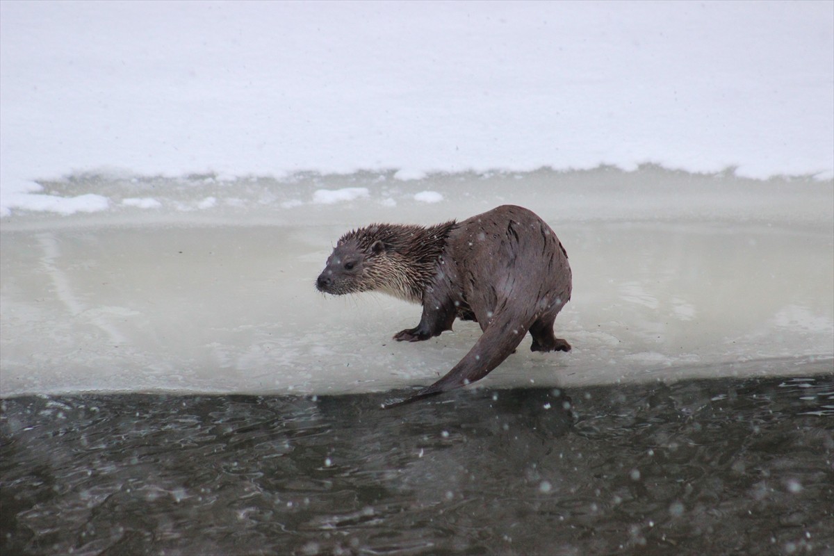 Kars'ta bir bölümü kar ve buzla kaplanan Kars Çayı'nda su samurları görüntülendi.