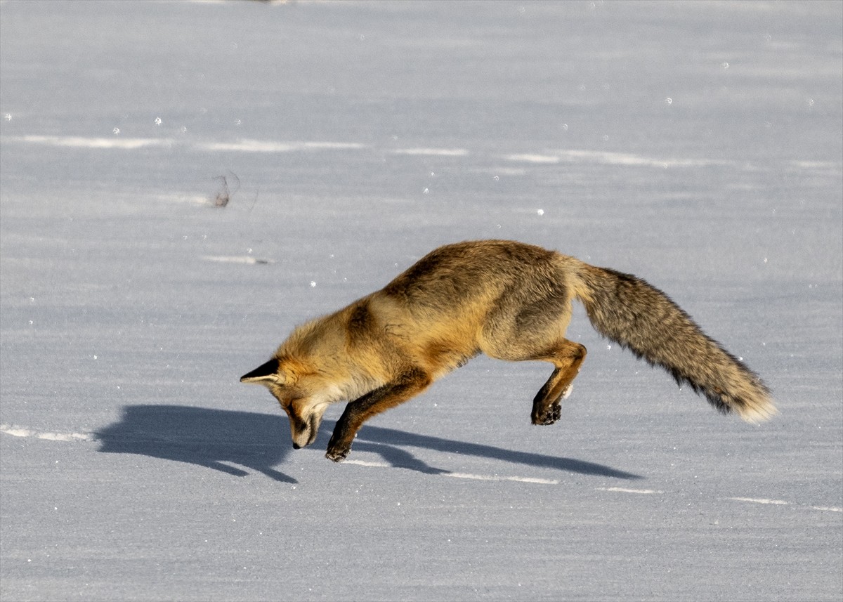 Kars'ta kızıl tilkinin karla kaplı arazide fare avı görüntülendi.  Kars-Çıldır kara yolunun karla...