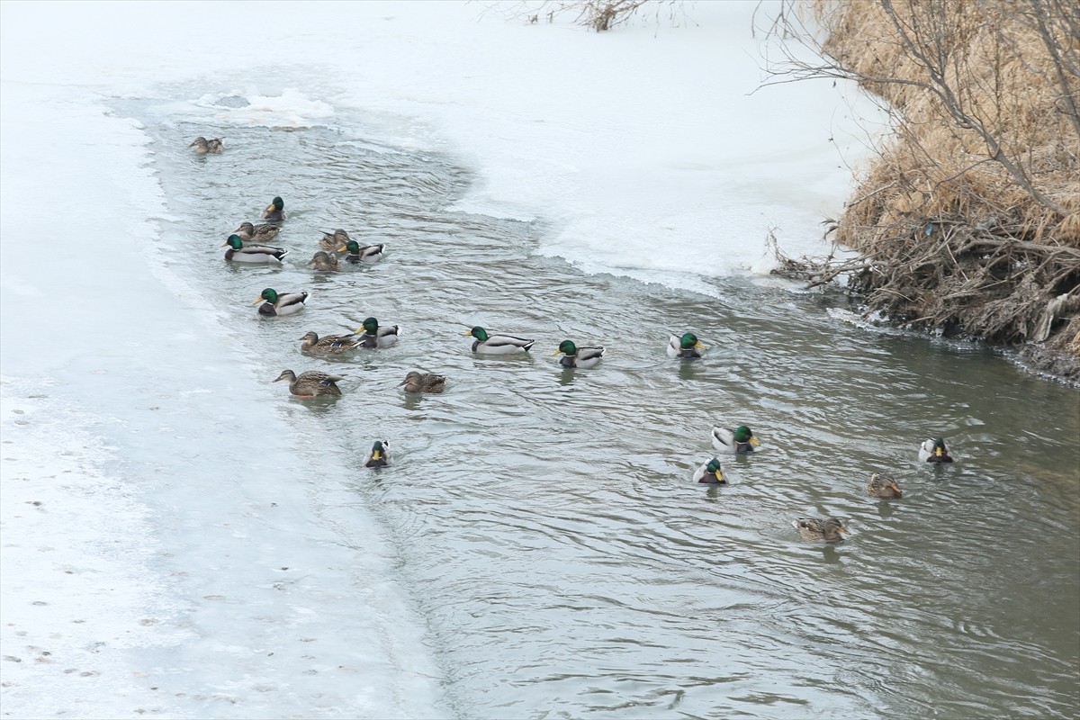 Kars'ta soğuk havanın etkisiyle büyük bir bölümü buzla kaplanan Kars Çayı'nda yiyecek bulmaya...