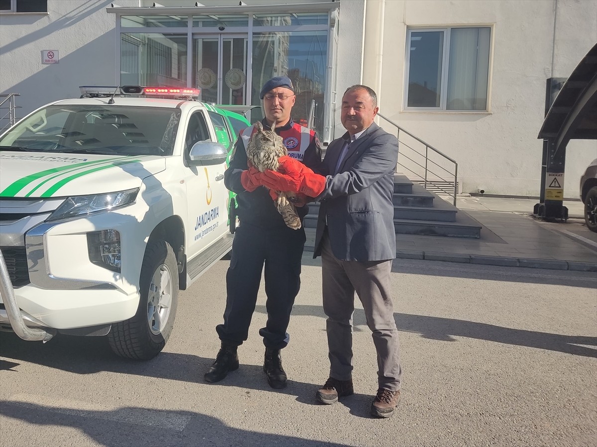 Kayseri'nin Bünyan ilçesinde jandarma ekiplerinin bulduğu yaralı puhu tedavi altına alındı....