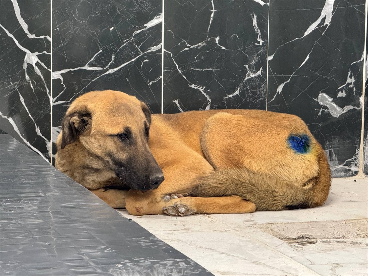Kayseri'nin merkez Kocasinan ilçesinde yaralı halde bulunan köpek, Büyükşehir Belediyesi Sokak...