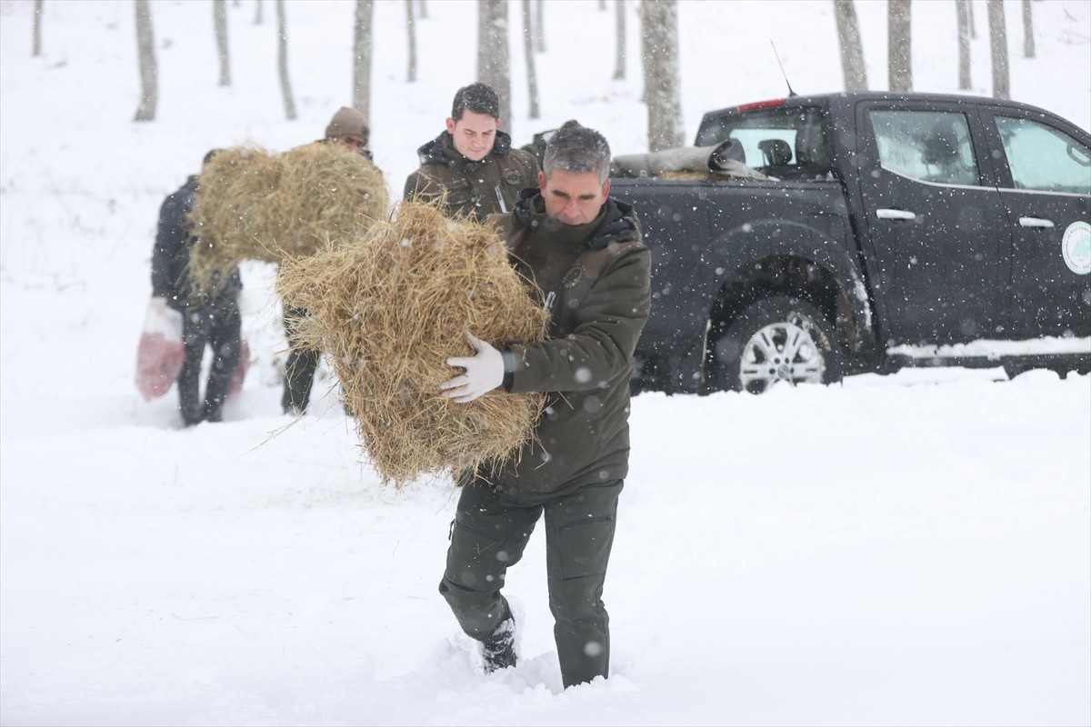 Kırklareli'nde, Doğa Koruma ve Milli Parklar Müdürlüğü ekipleri, Dereköy'de kar yağışı nedeniyle...