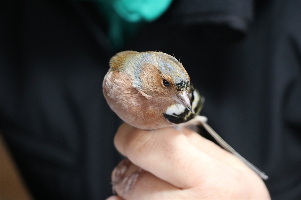 Kocaeli'deki Ormanya Doğal Yaşam Parkı'nda kuş türlerinin belirlenmesi, göç rotaları ve...