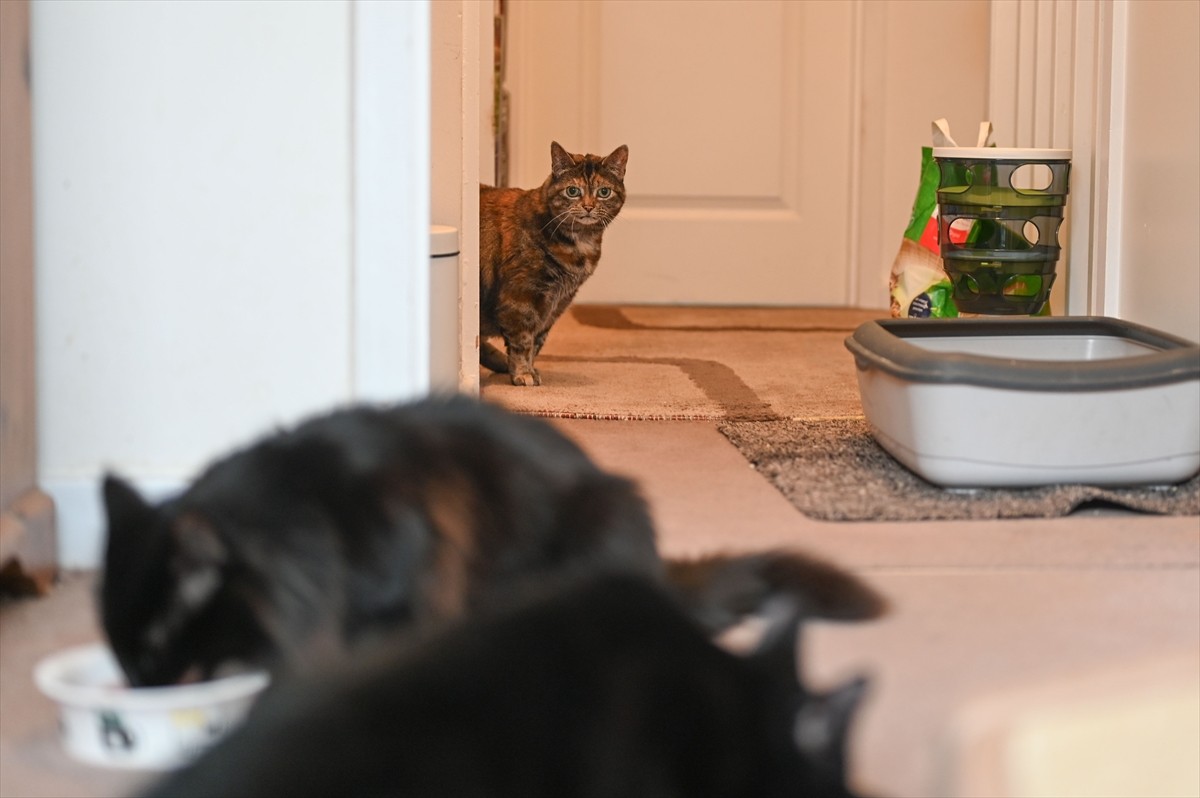 Londra'nın güneyinde yaşayan Sarah Tyler ve Pauline Taylor isimli iki arkadaş, bakıma muhtaç kedi...