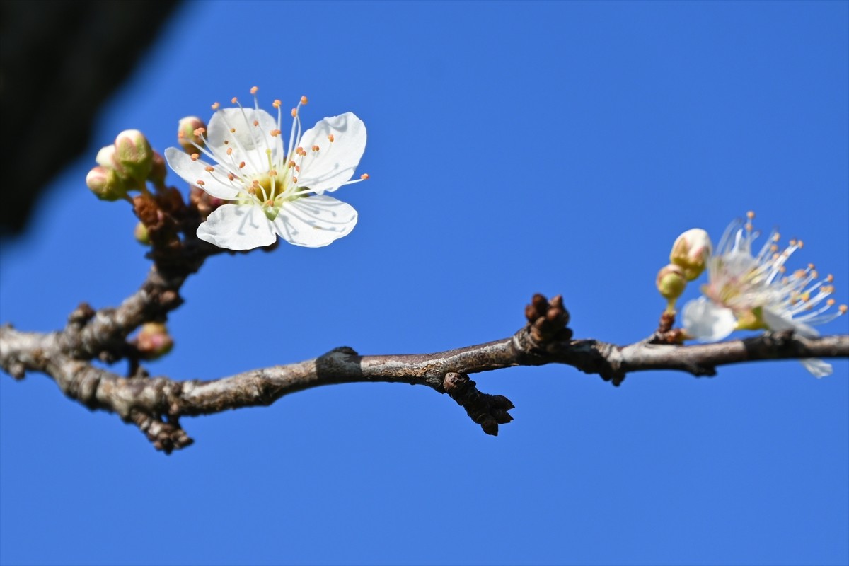 Manisa'nın Turgutlu ilçesinde erik ve badem ağaçları çiçek açtı. Hava sıcaklıklarının mevsim...
