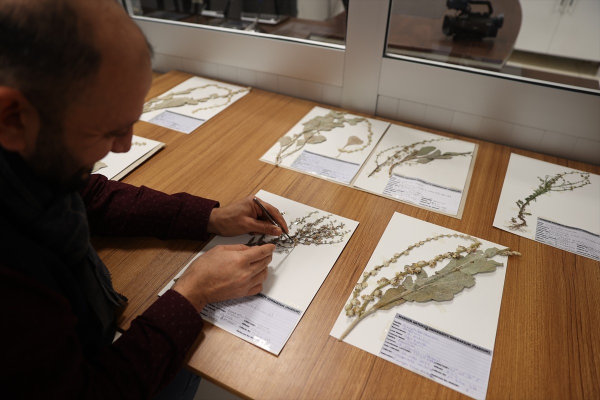 Mardin Artuklu Üniversitesi (MAÜ) bünyesindeki herbaryumda, özel yöntemlerle kurutulan 400 bitki...