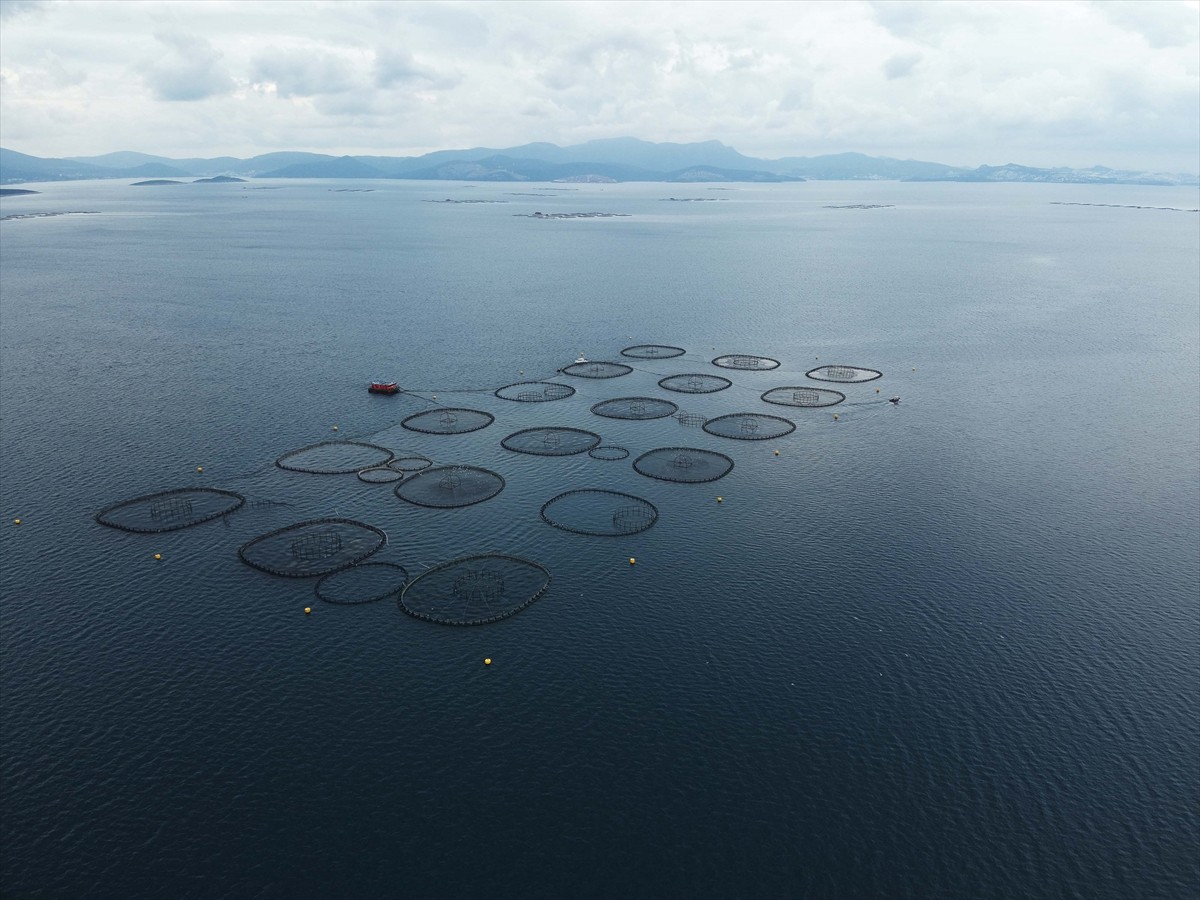 Muğla'dan 2024'de 93 bin ton su ürünleri ihraç edilerek 625 milyon 600 bin dolar gelir elde...