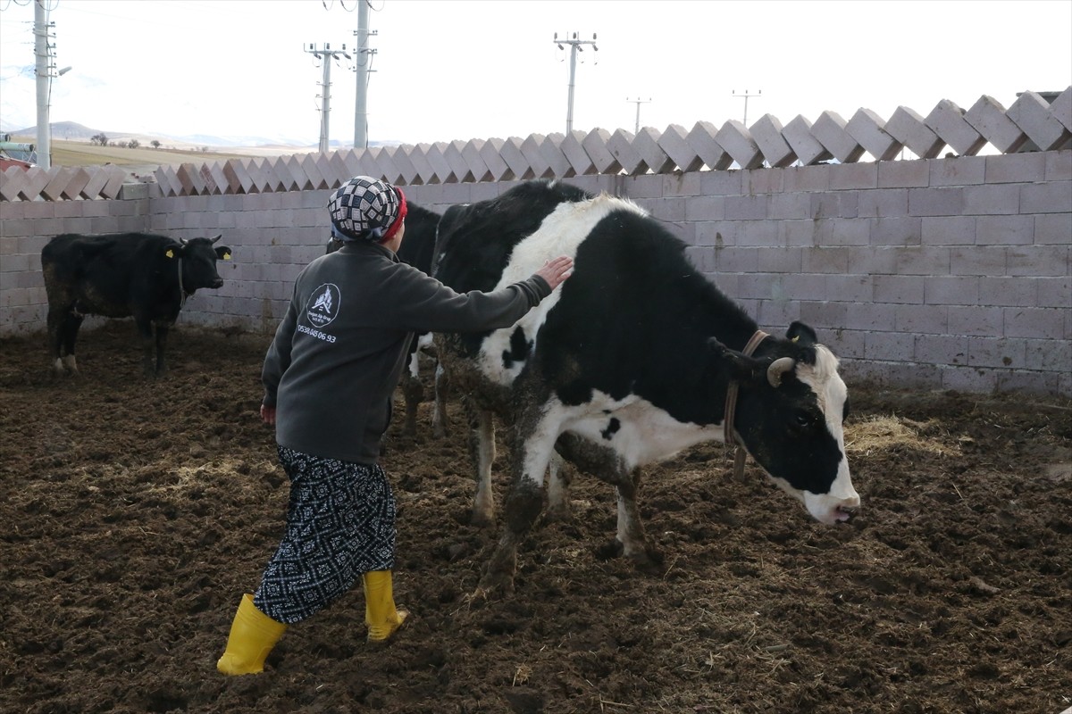 Niğde'de eski kadın hükümlü, devlet desteğiyle aldığı büyükbaş hayvanlarla kendi işini kurup para...