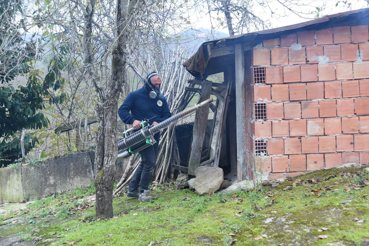 Ordu'da kahverengi kokarca zararlısıyla mücadele çalışmaları kapsamında 250 bin kışlağın...