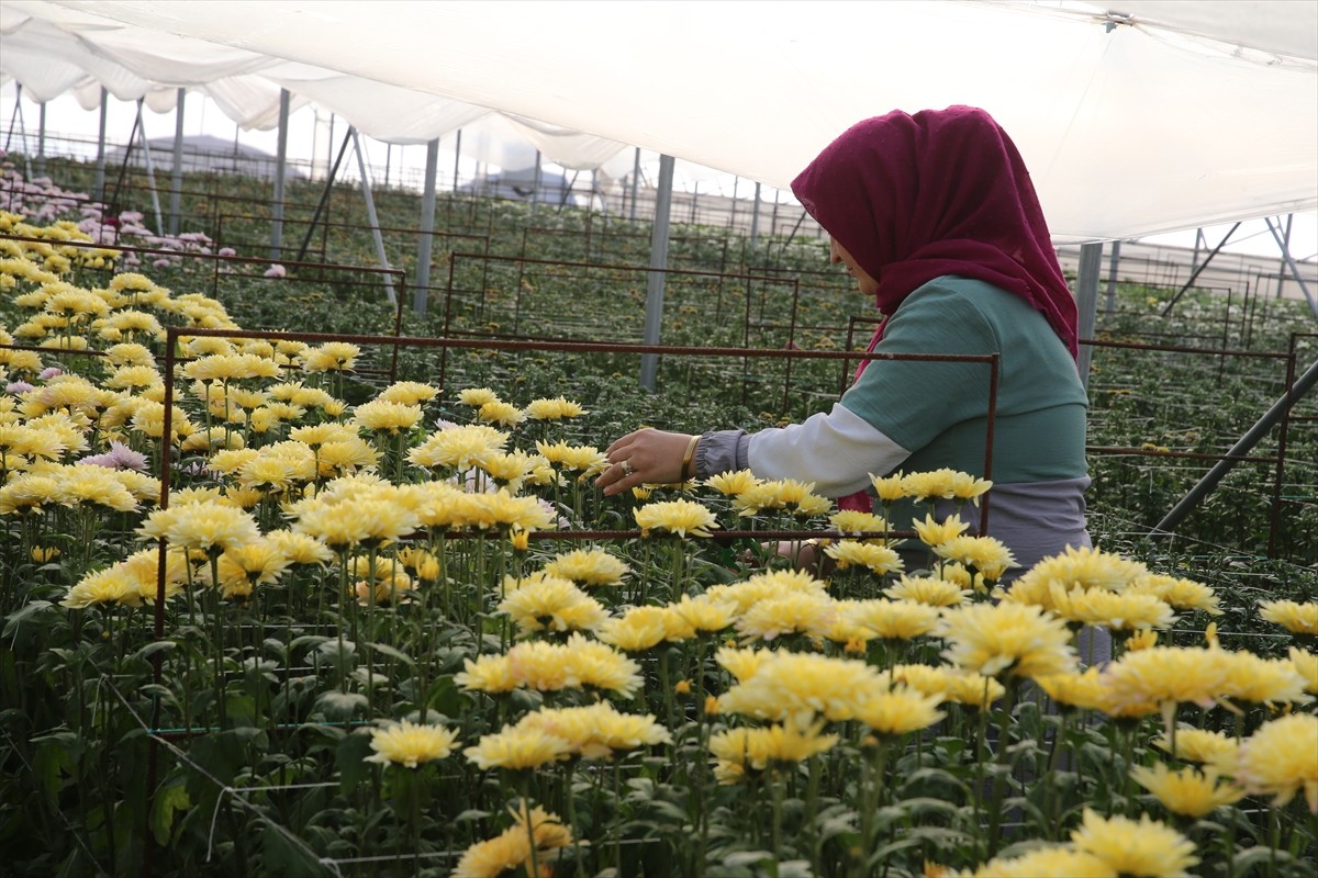 Tokat'ın Erbaa ilçesinde çiçek sektörü, geçen yıl kent ekonomisine yaklaşık 100 milyon lira katkı...