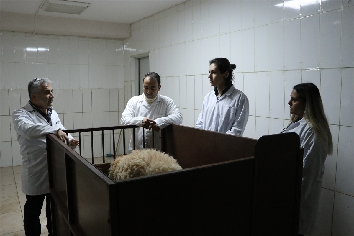 Türk bilim insanları, menengiç ve sumak yaprağının küresel ısınmaya yol açan küçük ve büyükbaş...