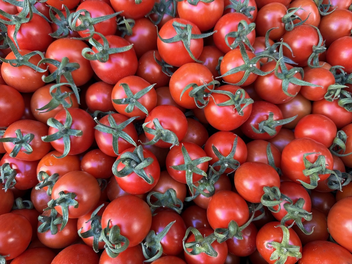 Türkiye genelinde 2024'te yapılan yaklaşık 980 milyon dolarlık sebze ihracatının 441 milyon 318...