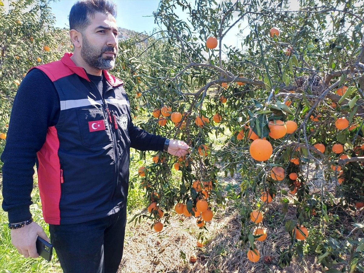 Adana'da zirai dondan etkilenen tarım alanlarında başlatılan hasar tespit çalışmaları devam...