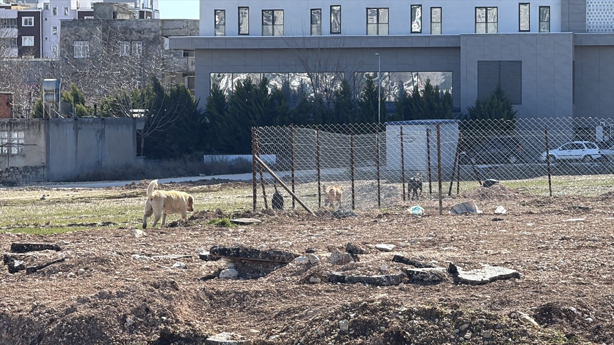 Adıyaman'da, okula giden öğrenci, Siteler Mahallesi'nde boş bir arazide yürüdüğü sırada 3 sahipsiz...