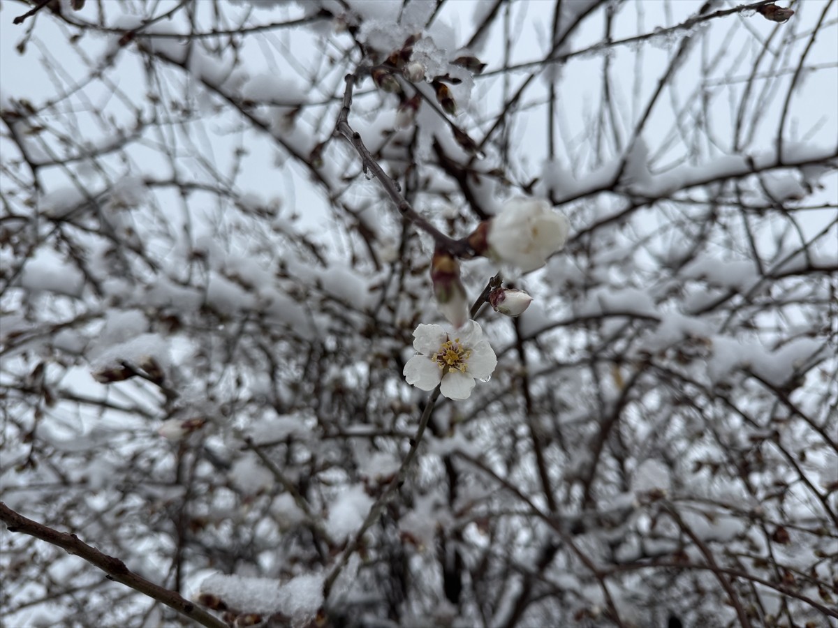 Adıyaman'ın Besni, Gölbaşı, Kahta ve Tut ilçelerinde kar etkili oldu.