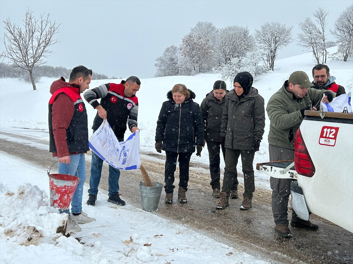 Amasya'nın Göynücek ilçesinde kar nedeniyle yiyecek bulmakta zorluk çeken yaban hayvanları için...