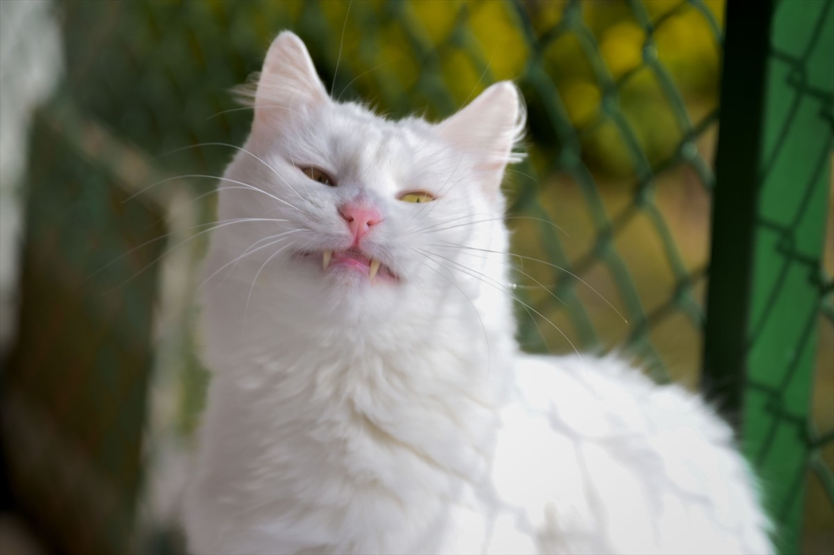 Ankara Kedisi Yaşatma ve Koruma Merkezi, Ankara kedilerinin özel bakım ve üreme faaliyetleriyle...