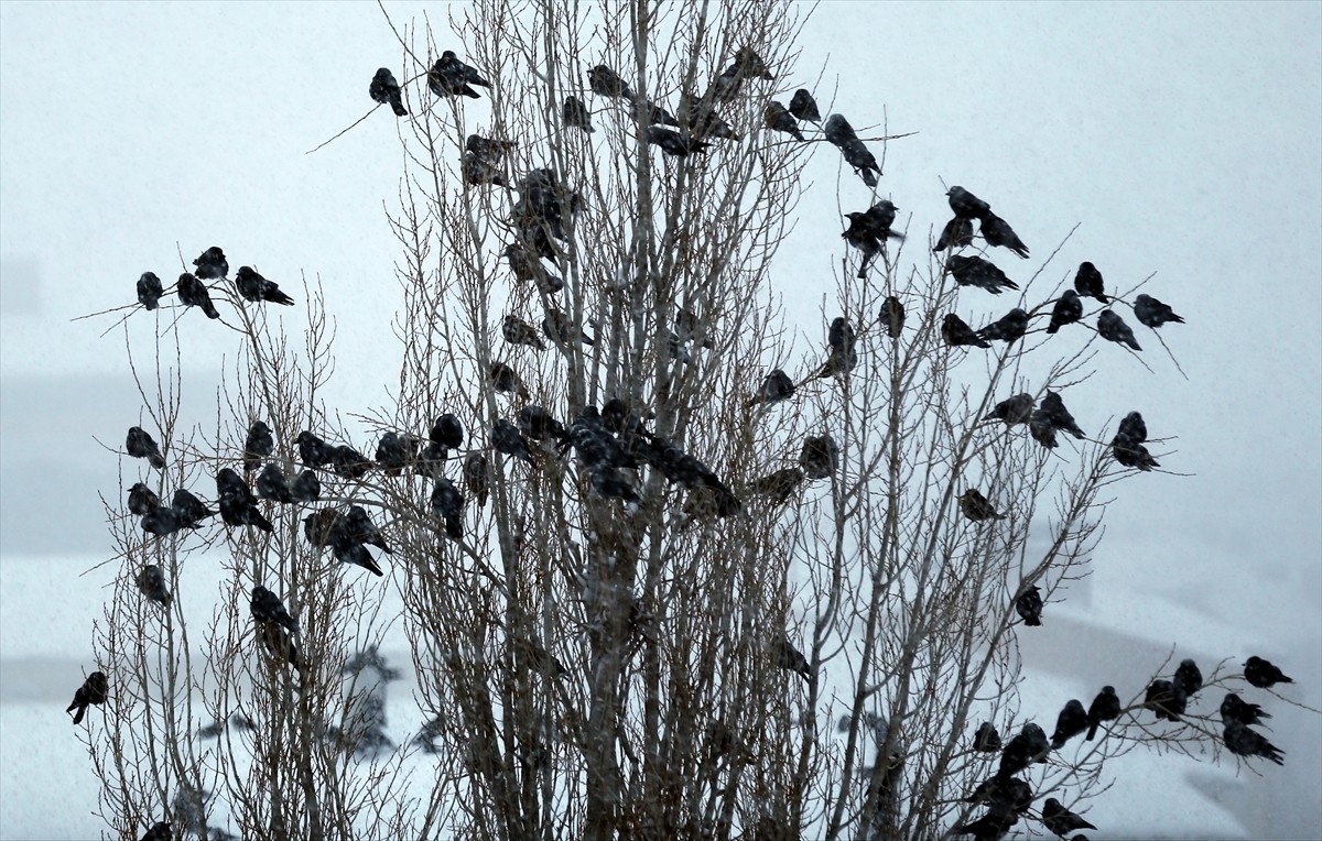 Ardahan'da kar yağışı etkisini sürdürdü. 