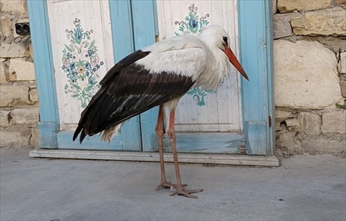 Aydın'ın Söke ilçesinde bir evin bahçesinde bitkin bulunan leylek, tedavi altına alındı.