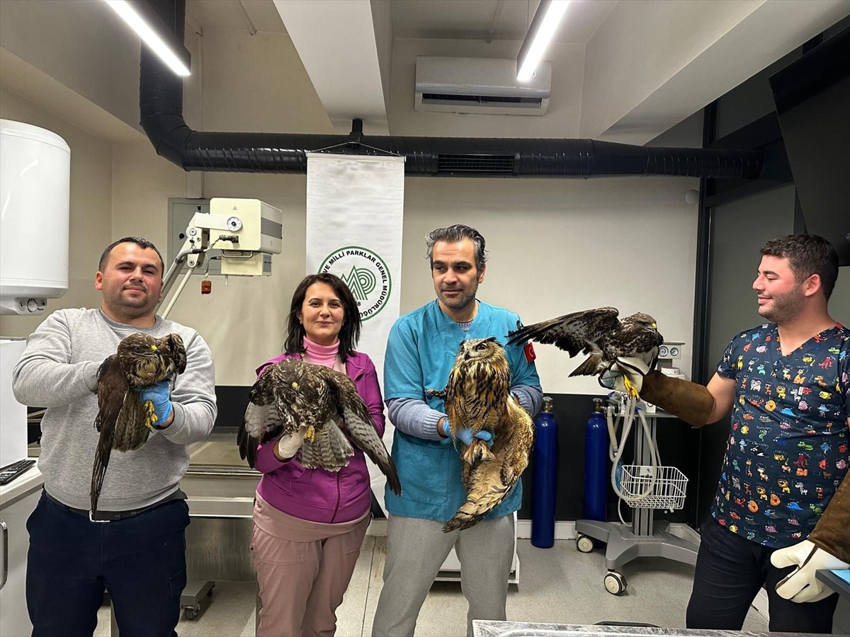 Balıkesir'de vatandaşlar tarafından yaralı halde bulunan 1 puhu ve 3 şahinin tedavileri...