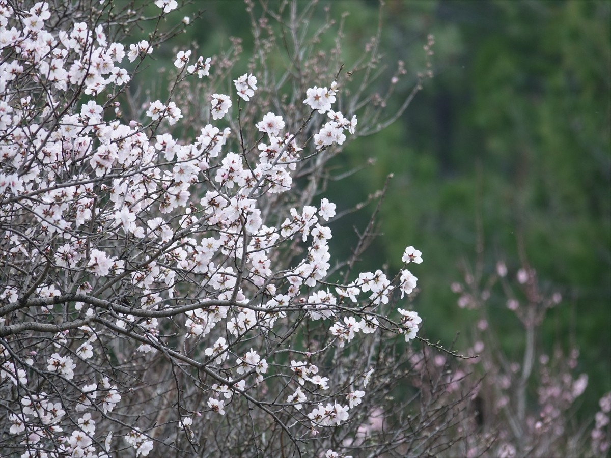 Balıkesir'in Edremit, Burhaniye, Ayvalık gibi sahil bölgelerinde ve Kazdağları'nın eteklerinde...