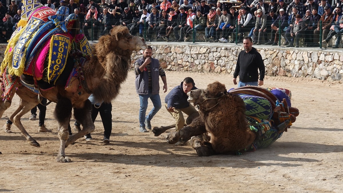 Balıkesir'in Havran ilçesinde "Geleneksel Seyit Onbaşı Deve Güreşleri" yapıldı.