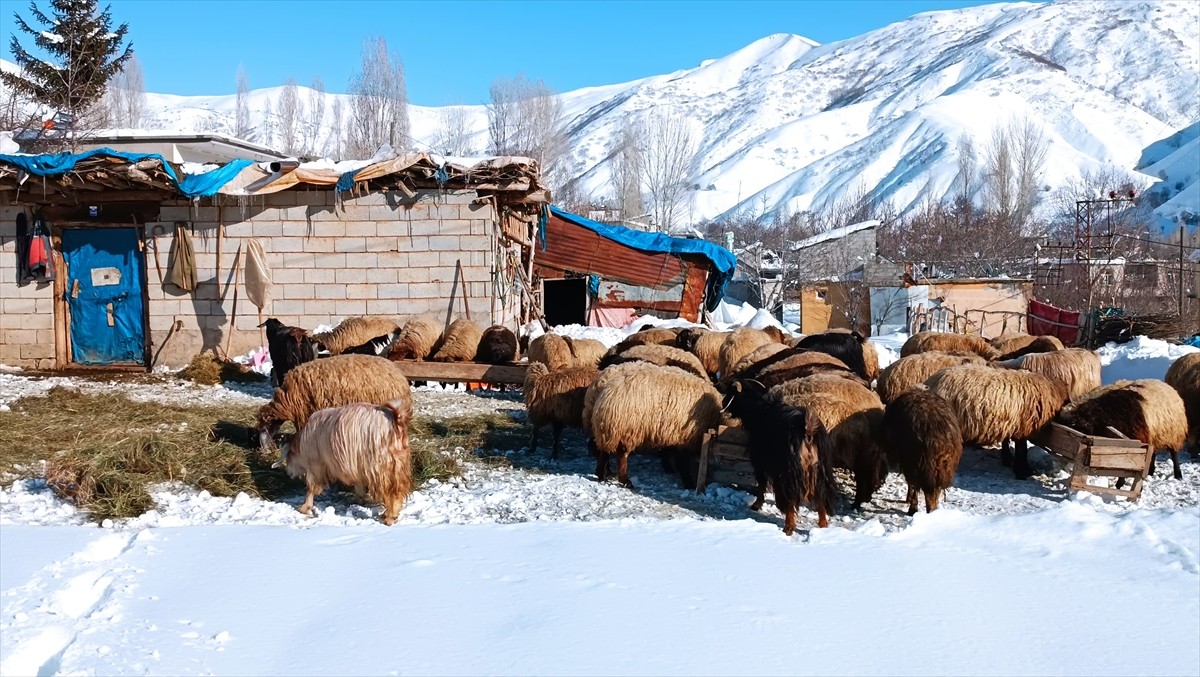 Bitlis'te besiciler, çetin geçen kış şartlarına rağmen ağıllarda besledikleri hayvanların bakımını...