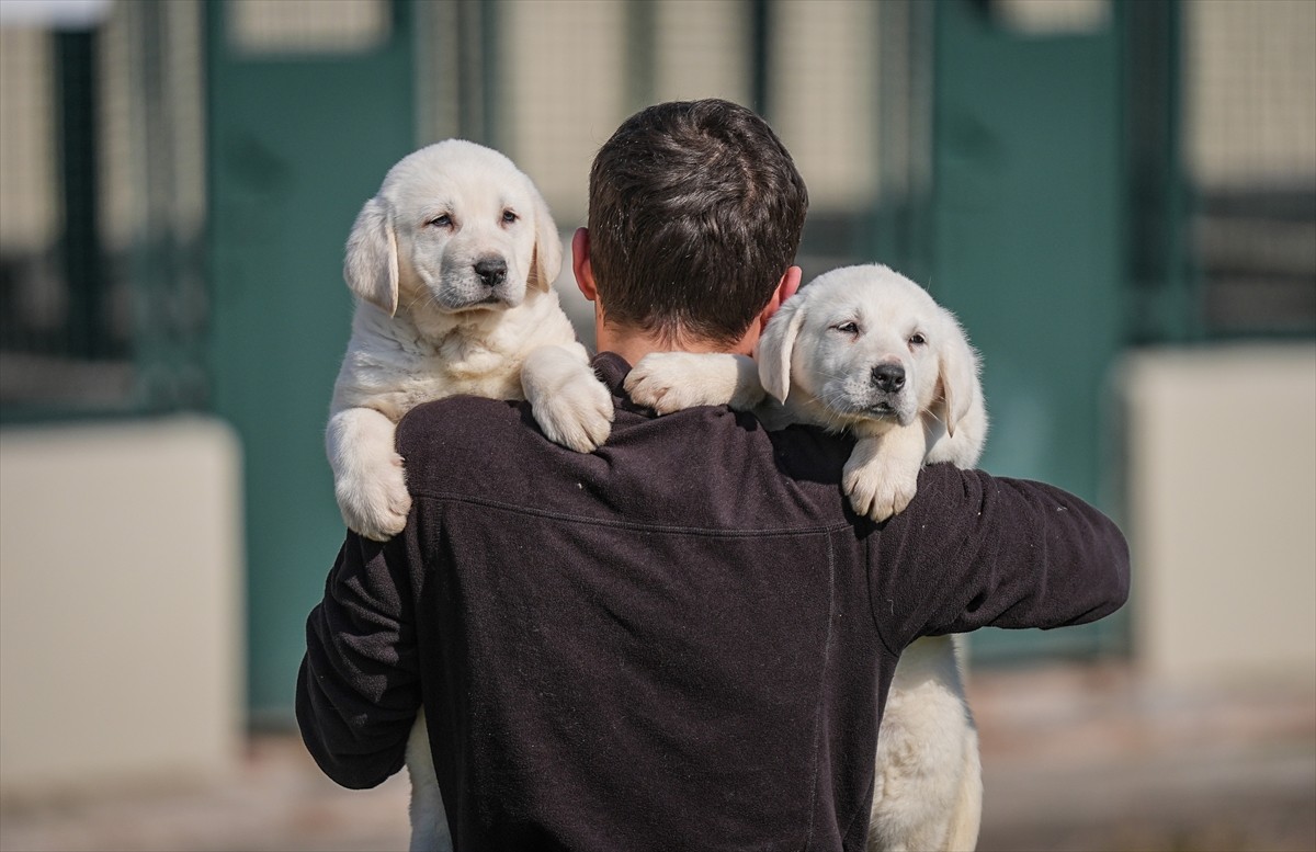 Bursa'nın Karacabey ilçesinde, Tarım ve Orman Bakanlığına bağlı Tarım İşletmeleri Genel...