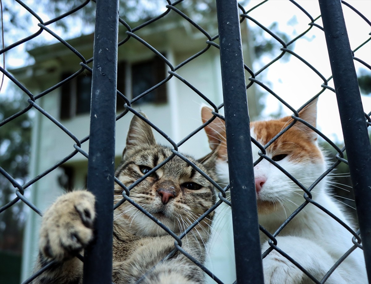 Bursa'nın Osmangazi ilçesinde engelli ve sahipsiz kediler, 18 yıldır Osmanlı mimarisine uygun...