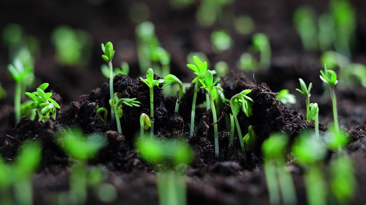 Çölleşme ve Erozyonla Mücadele Genel Müdürlüğünce hayata geçirilen "Kent Peyzajında...