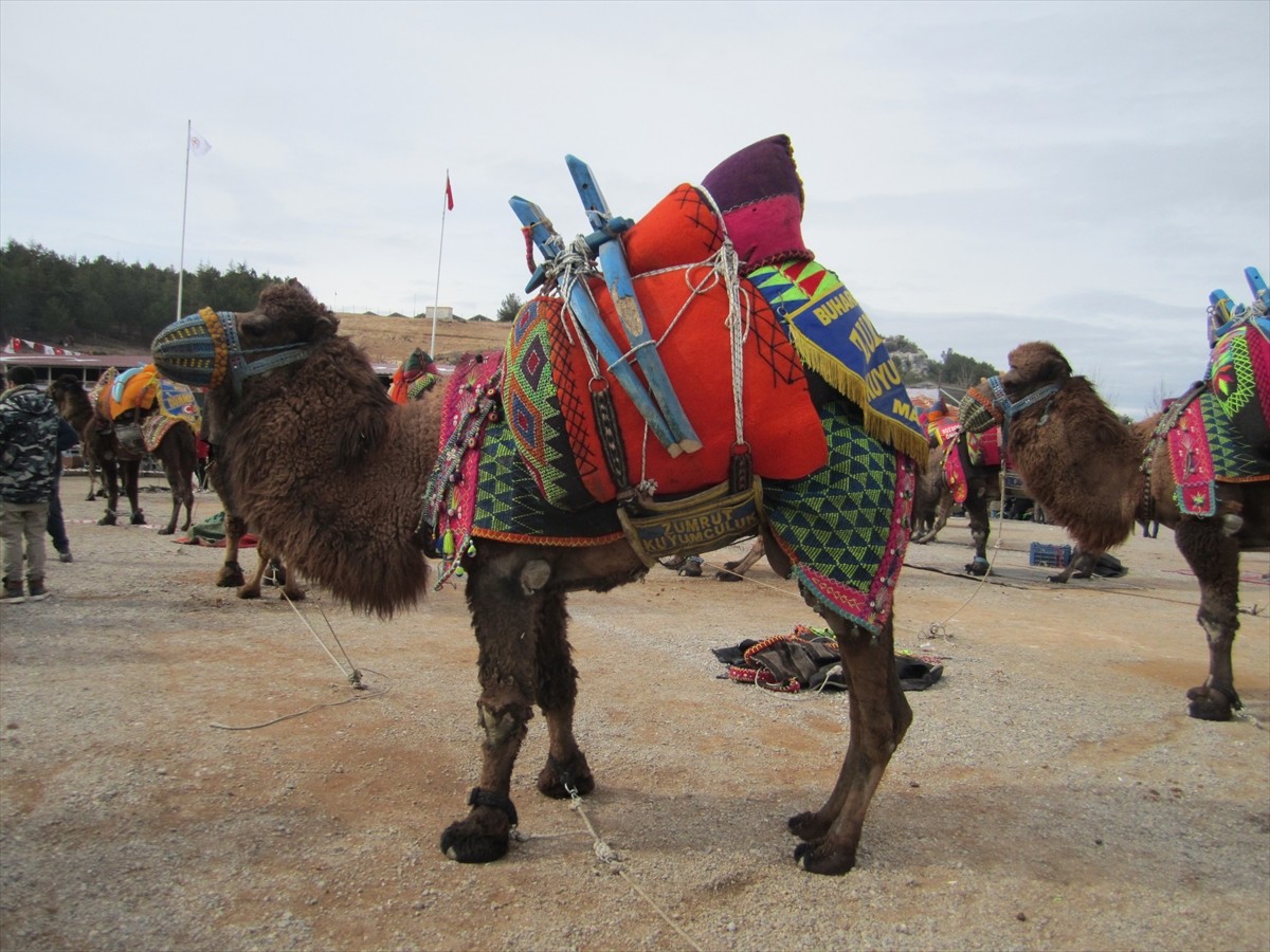 Denizli'nin Kale ilçesinde "Deve Güreşi Festivali"nin ilki gerçekleştirildi. Durmuş İncedayı Er...