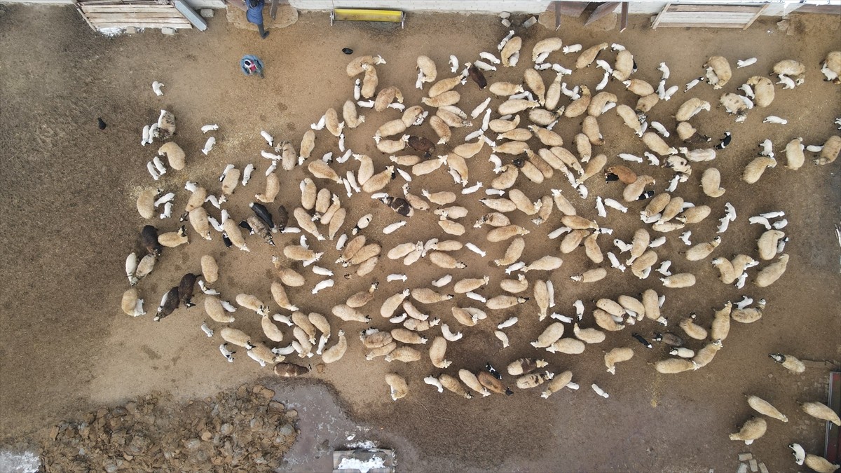 Erzincan’da küçükbaş hayvan yetiştiriciliği yapan besiciler, kuzu doğumlarıyla yoğun günler...